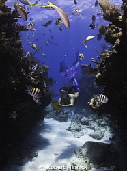 Counting fish for Reef.Org by Robert Minnick 